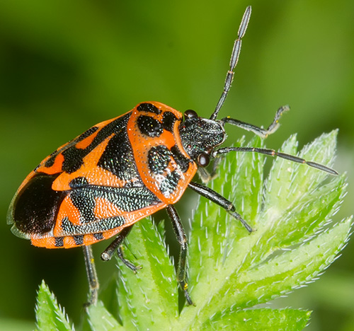 Pentatomidae: Eurydema ornata